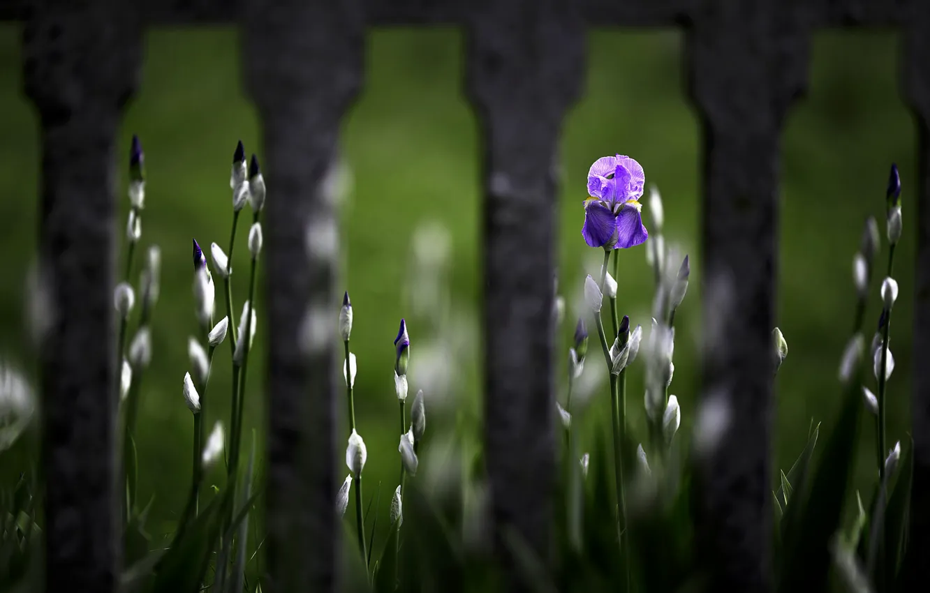 Фото обои цветок, забор, Iris