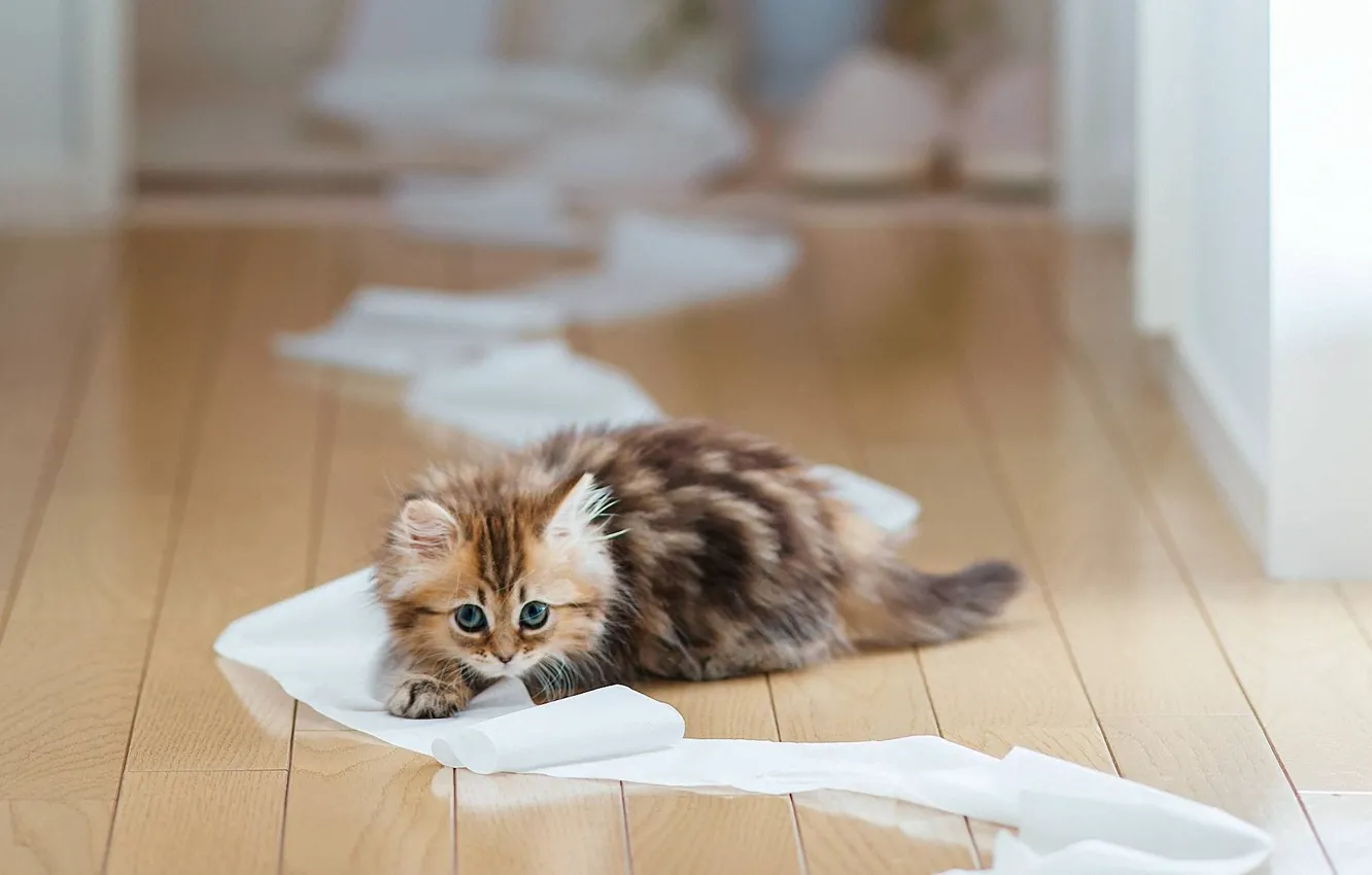 Фото обои кошка, бумага, котенок, доски, пол, Daisy, Ben Torode, туалетная