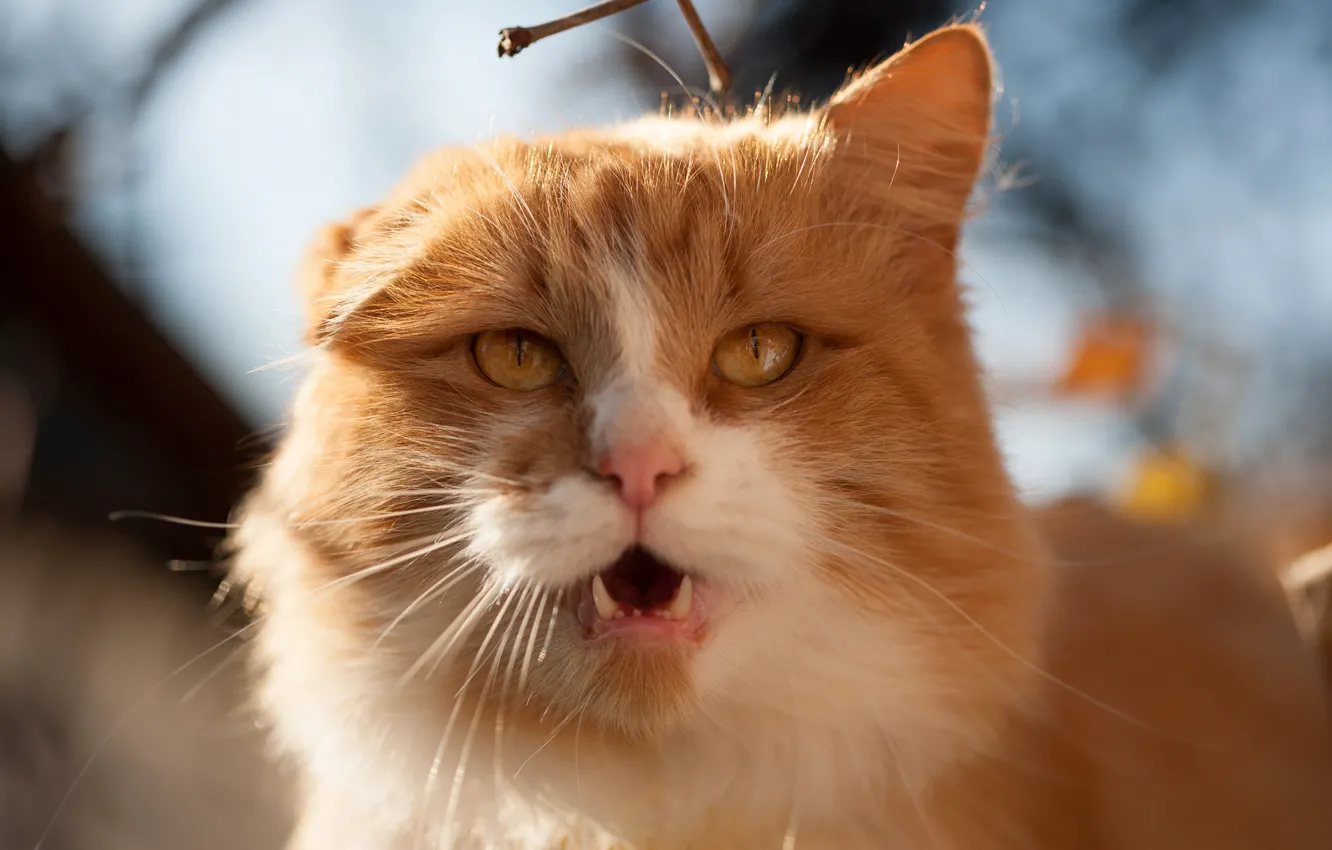 Фото обои кошка, небо, глаза, кот, взгляд, морда, свет, природа