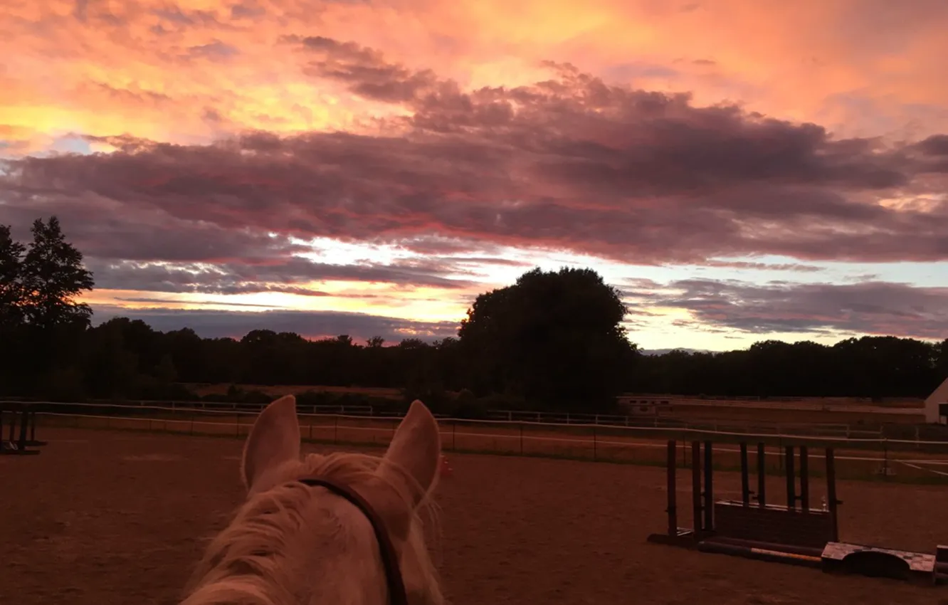 Фото обои Небо, Вечер, Лошадь