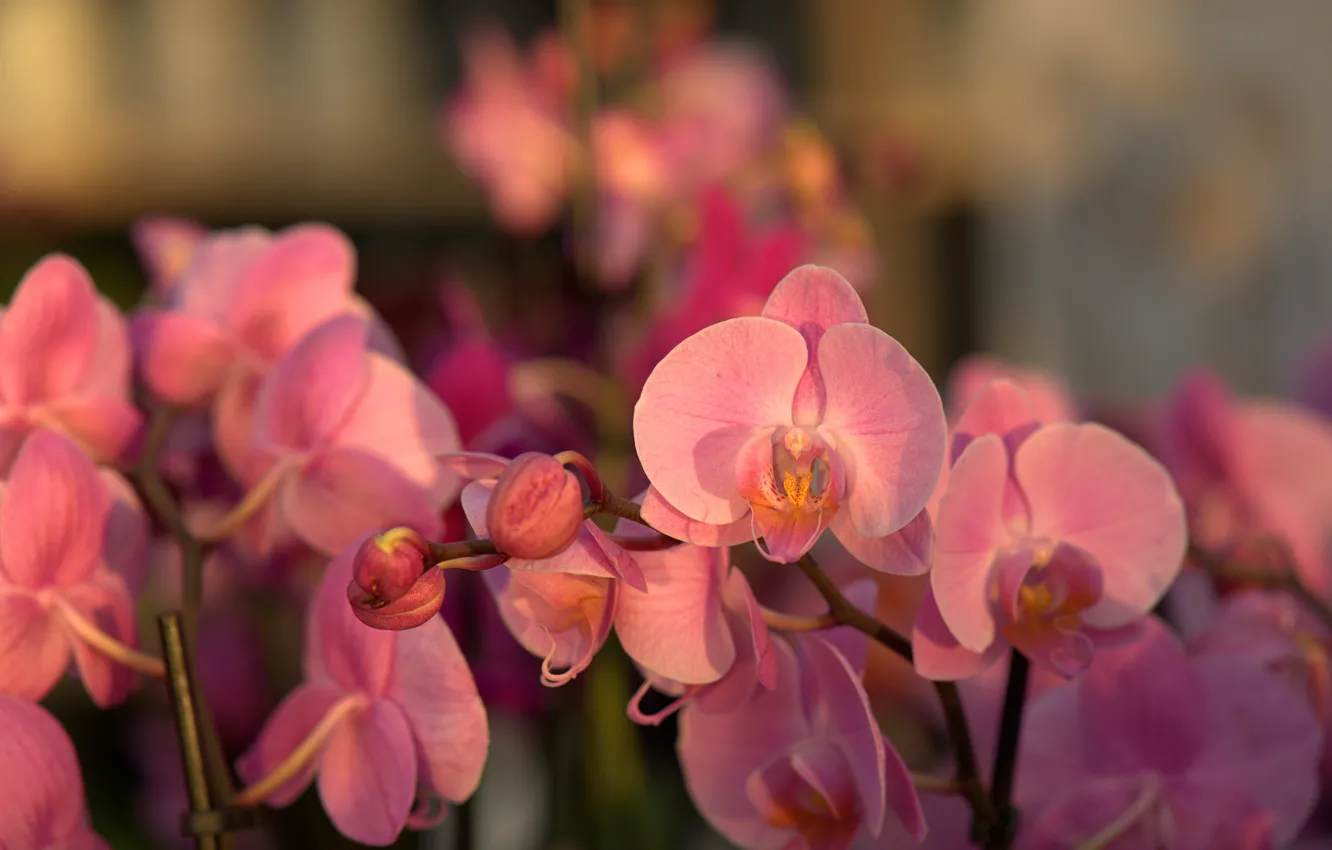 Фото обои цветок, орхидея, почка, цвести