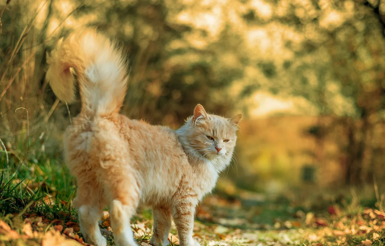 Фото обои осень, пушистая кошка, размытость боке