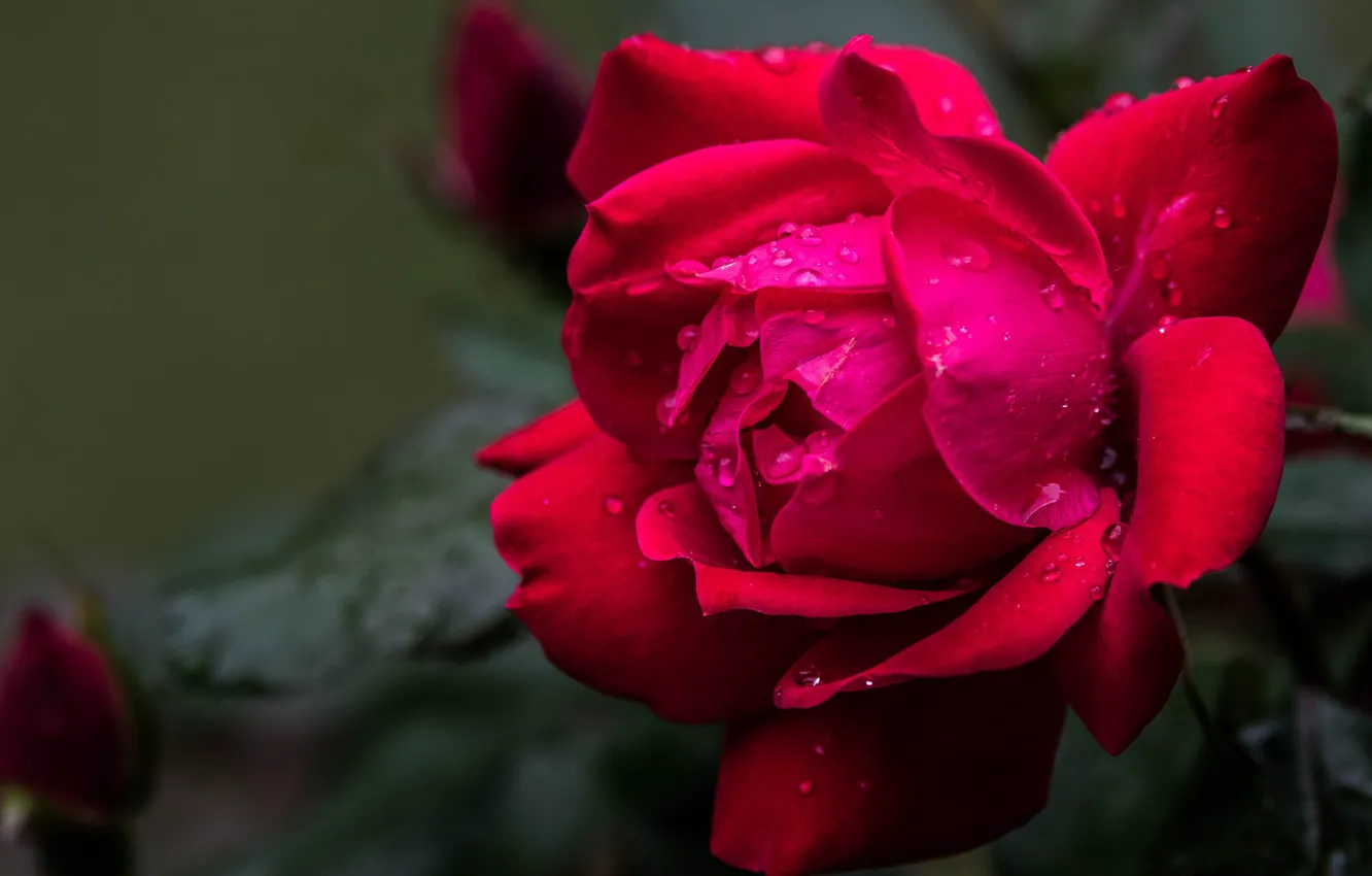 Фото обои цветок, роза, бутон, красная, одна