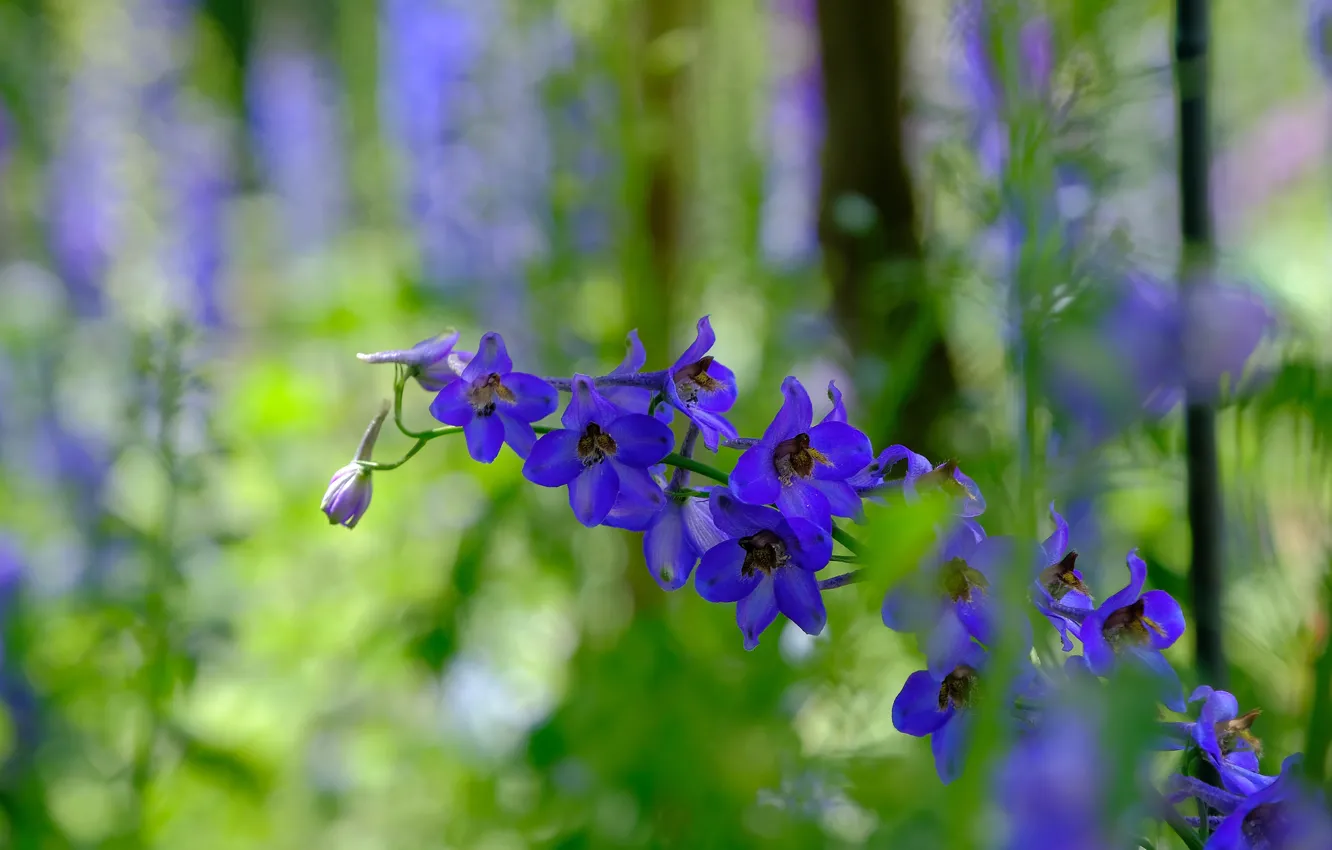 Фото обои зелень, цветы, синий, природа, сад, боке, дельфиниум
