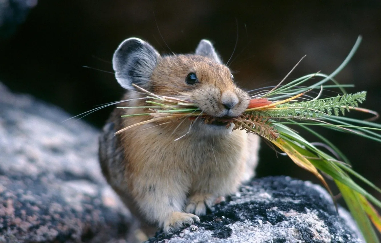 Фото обои трава, природа, ситуация, Мышь, мышонок