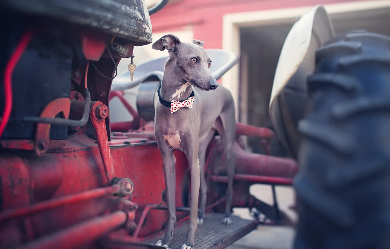 Фото обои взгляд, друг, собака, Italian Greyhound