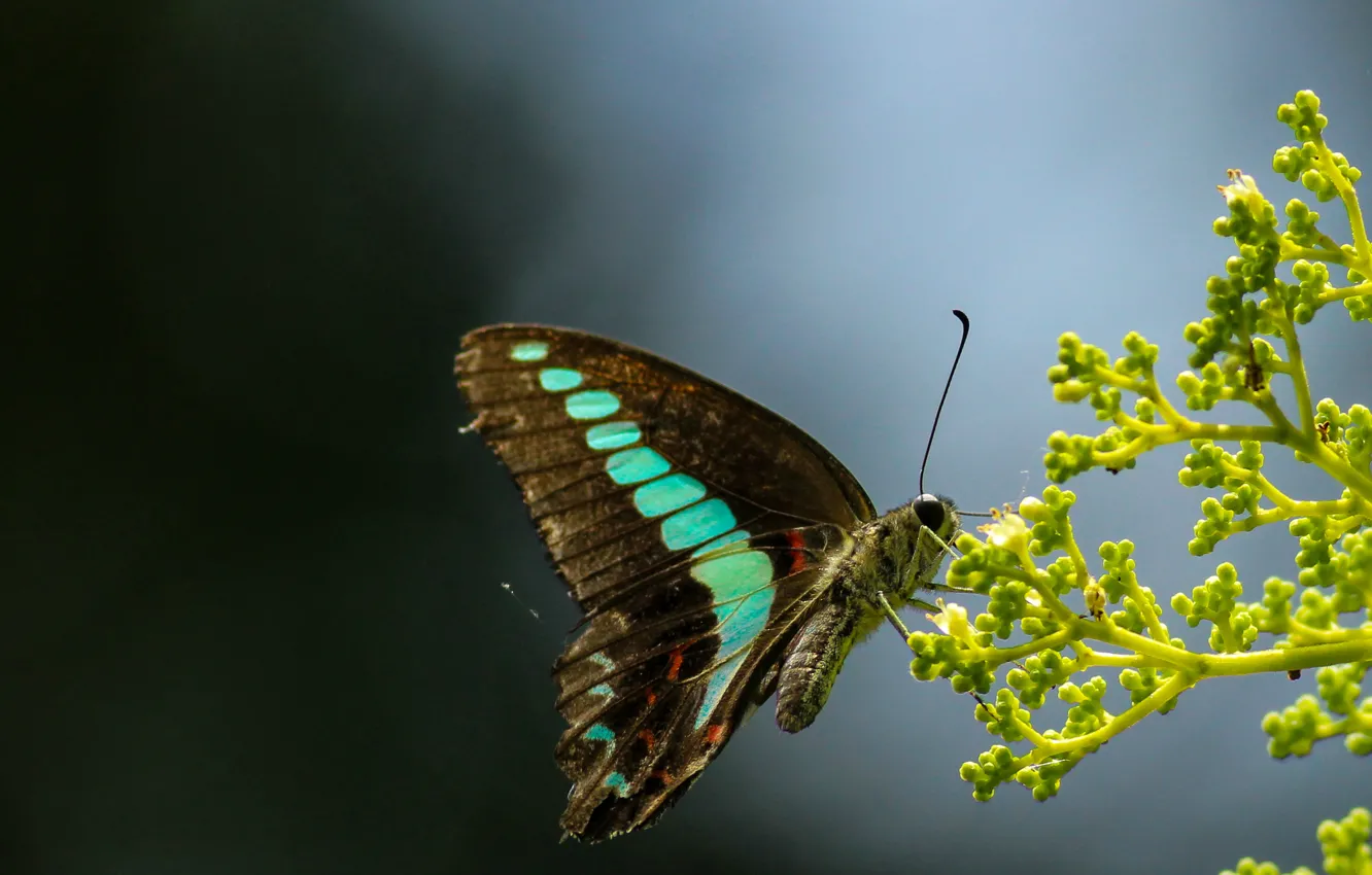Фото обои глаз, стебли, бабочка, крыло, бутоны, усики, butterfly, eye