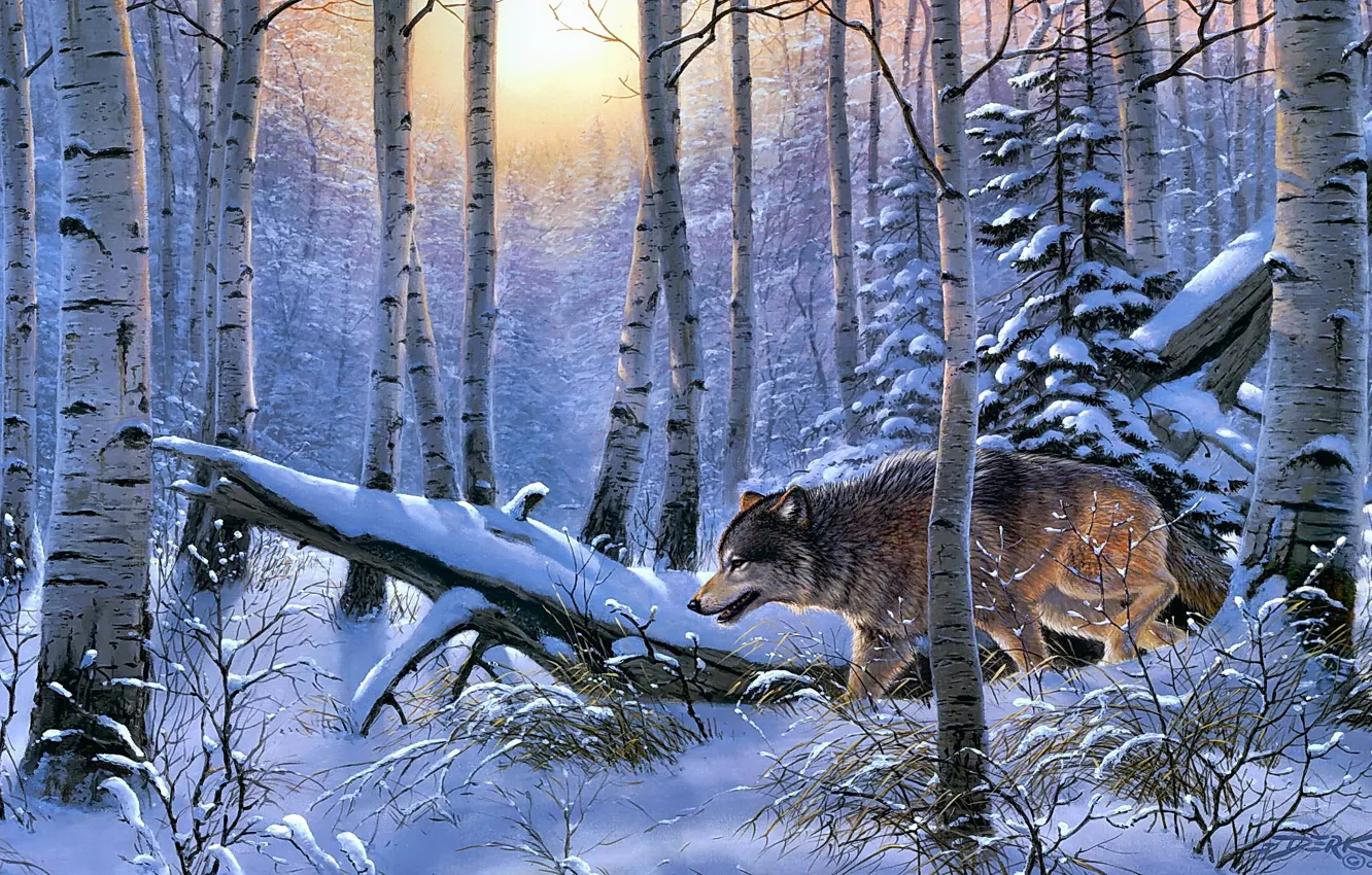 Фото обои зима, лес, природа, волк, derk hansen