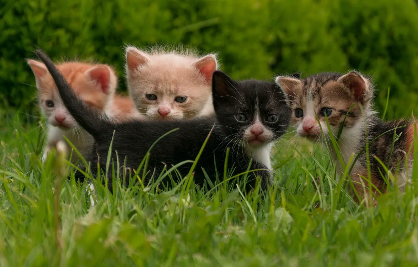 Фото обои трава, котята, малыши