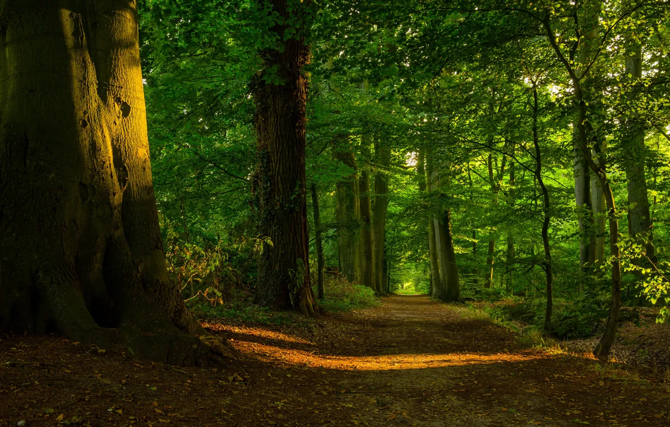 Фото обои лес, солнце, свет, деревья, листва, тропинка