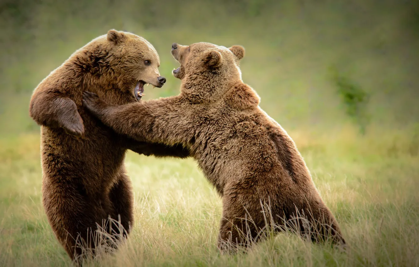 Фото обои природа, фон, медведи