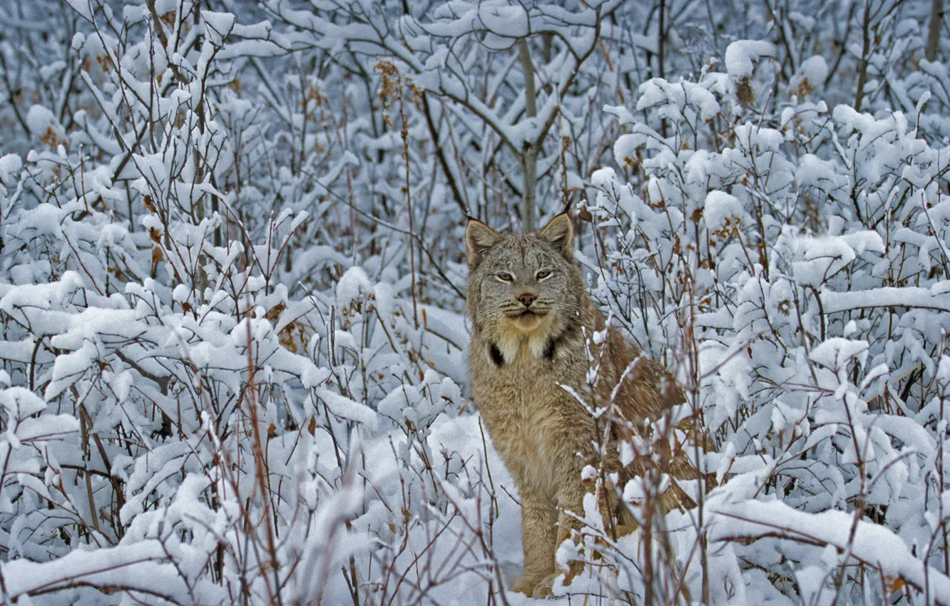 Фото обои зима, кошка, Монтана, США, канадская рысь