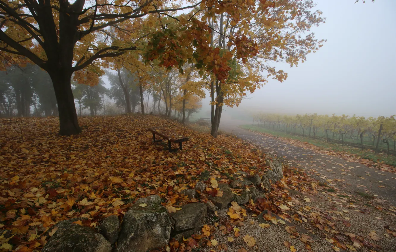 Фото обои Туман, Осень, Fall, Листва, Дорожка, Autumn, November, Fog