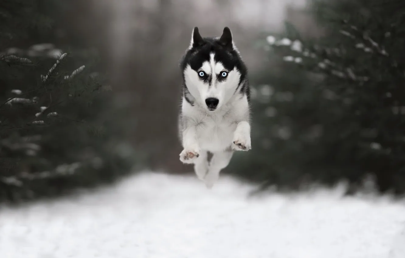 Фото обои зима, лес, взгляд, морда, снег, природа, прыжок, собака