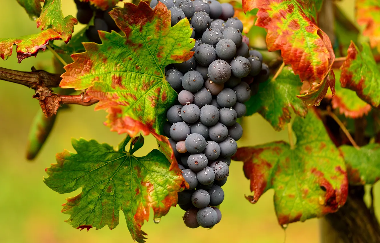 Фото обои макро, виноград, гроздь, лоза