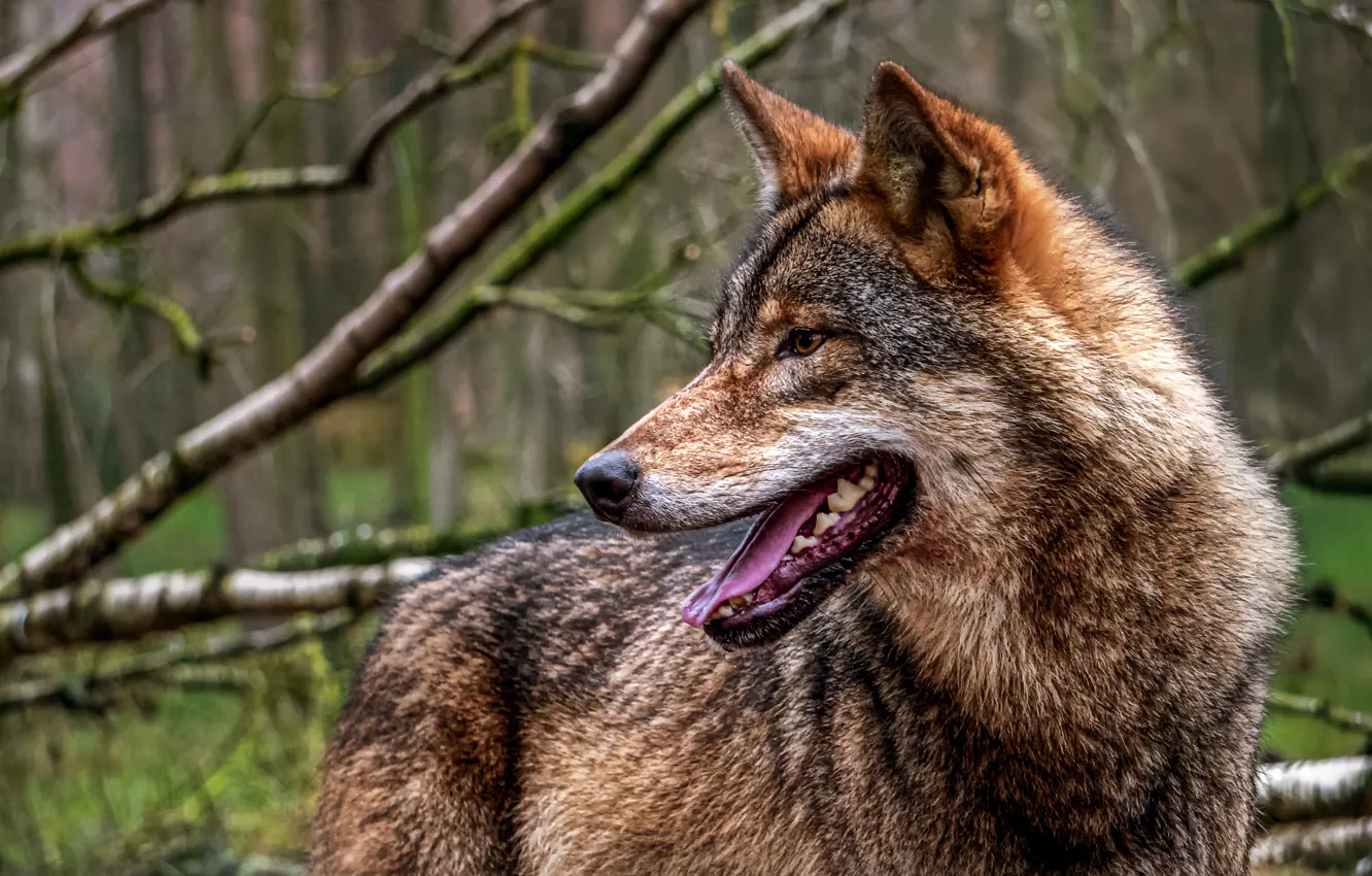 Фото обои predator, animal, wolf