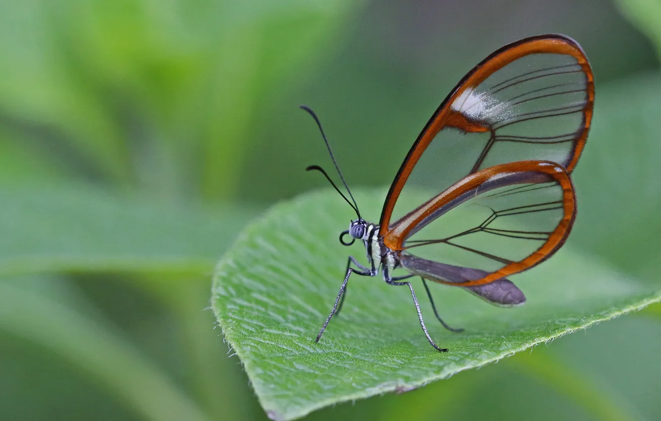 Фото обои природа, лист, бабочка, крылья, насекомое