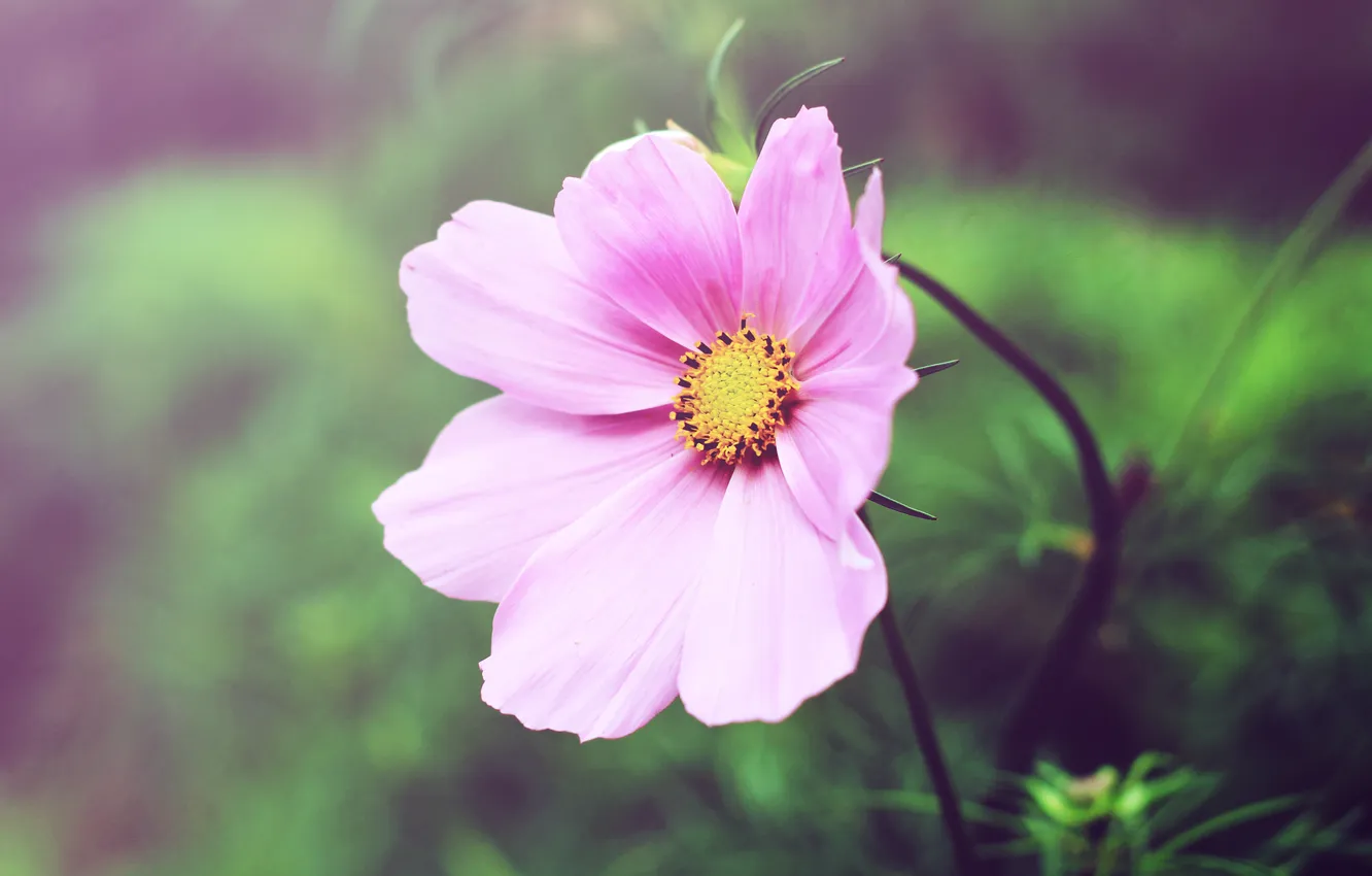 Фото обои цветок, розовый, лепестки