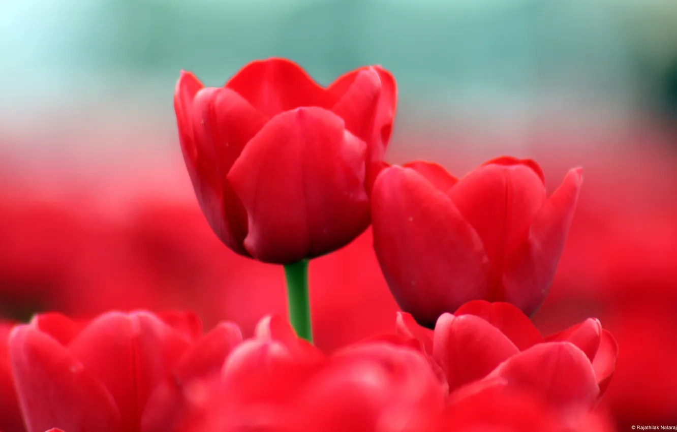 Фото обои цветы, тюльпаны, красные