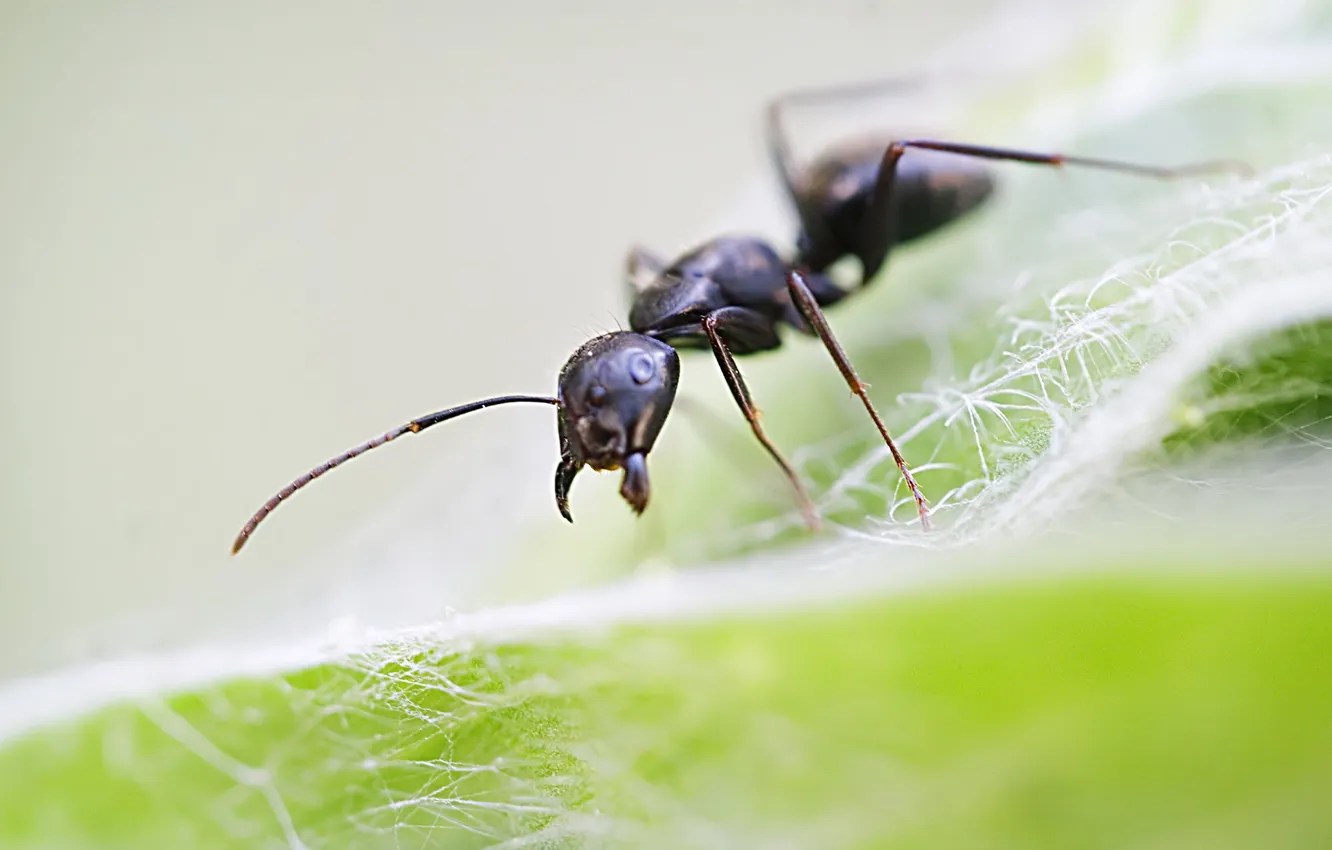 Фото обои макро, природа, лист, муравей