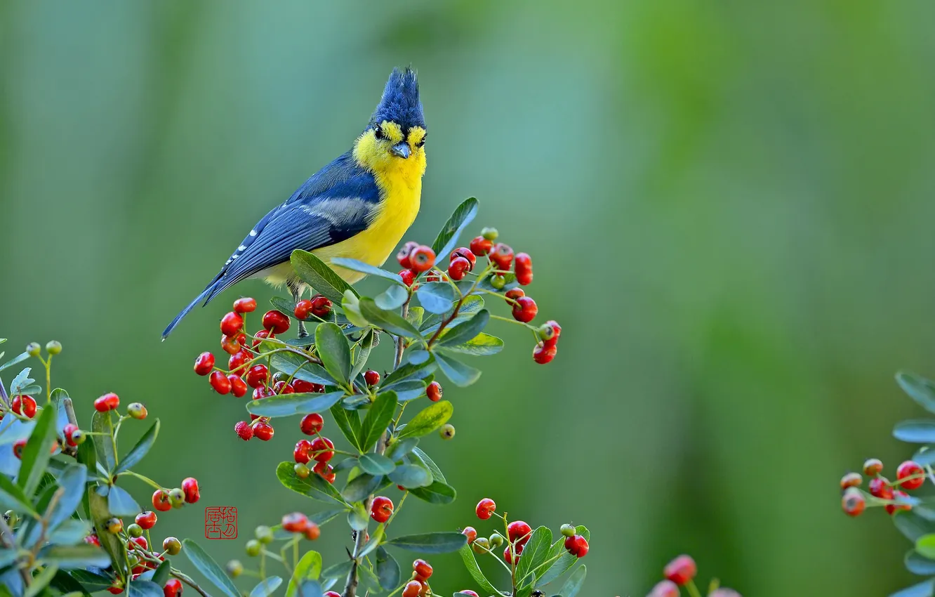 Фото обои ягоды, птица, Тайваньская синица