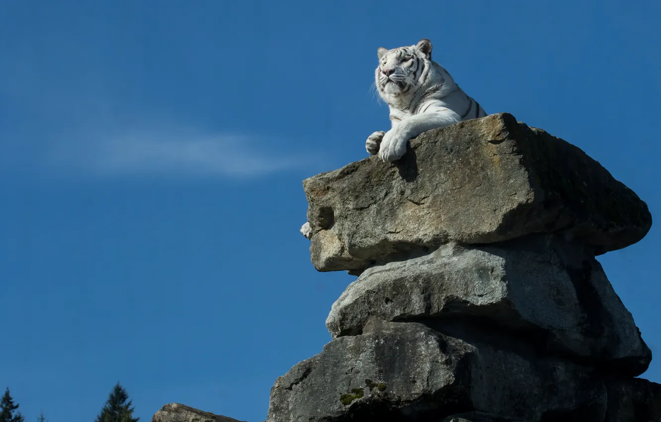 Фото обои тигр, камни, белый тигр, трон, далеко гляжу, высоко сижу