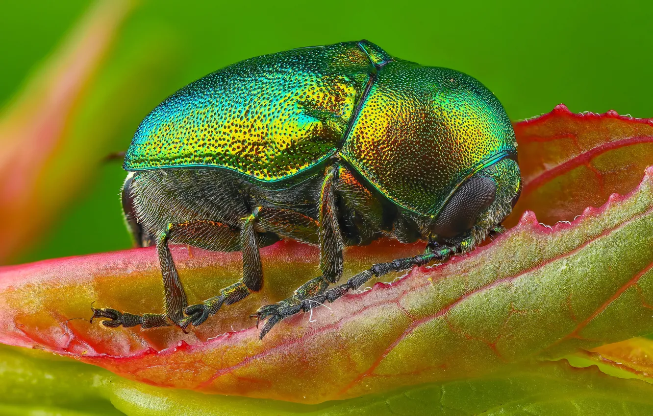 Фото обои макро, зеленый, фон, листок, жук, насекомое, блестящий, мохнатое брюшко