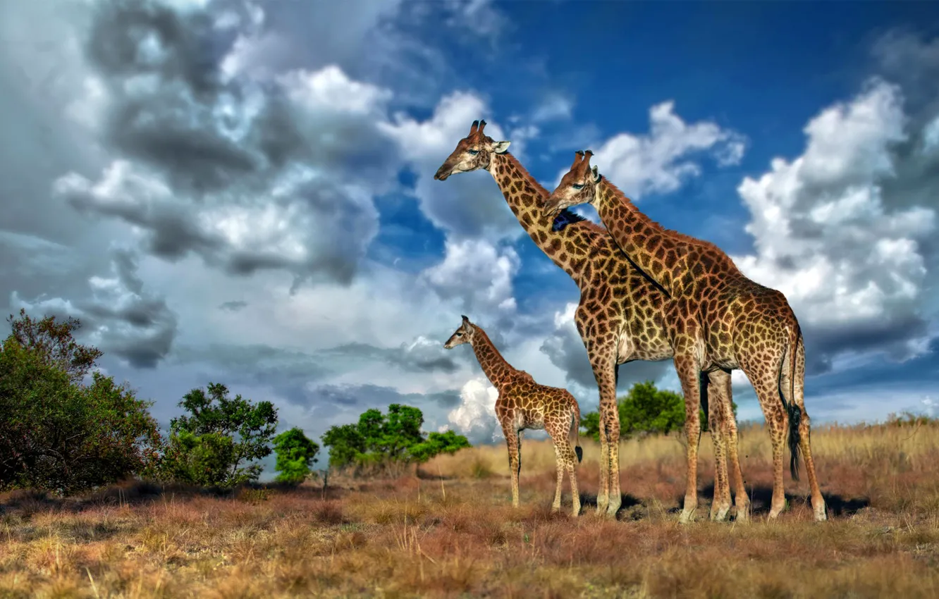 Фото обои небо, облака, жираф, саванна, Африка