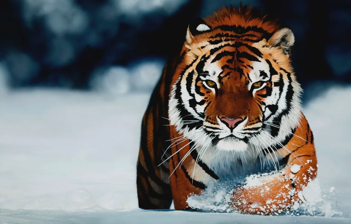 Фото обои зима, взгляд, тигр
