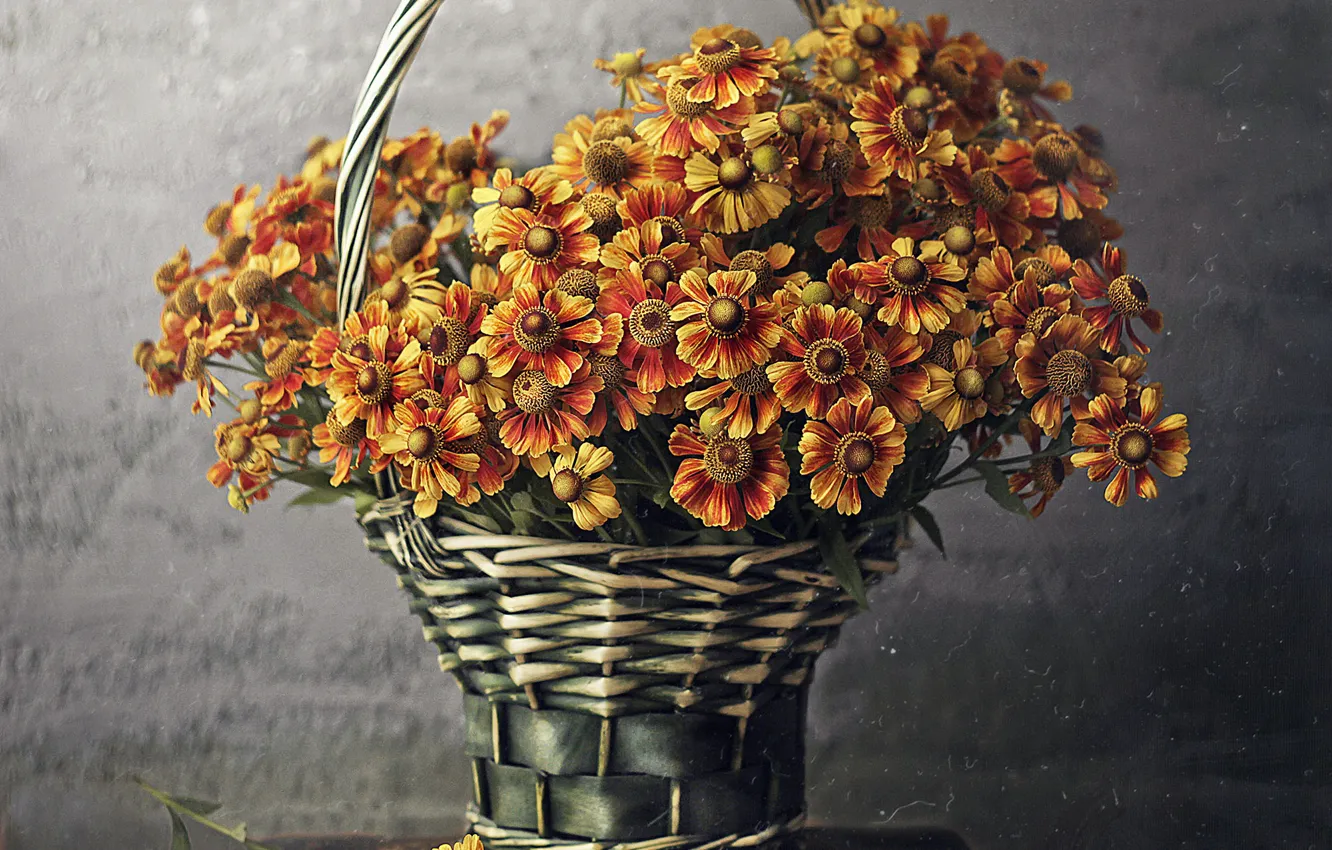 Фото обои цветы, корзина, табурет, Andreeva Svoboda