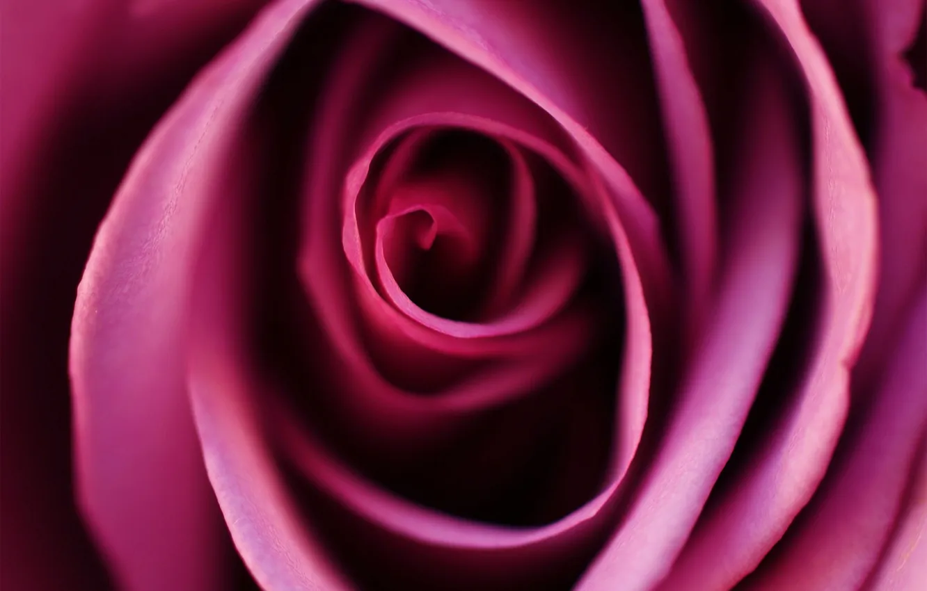 Фото обои макро, розовая, роза, лепестки