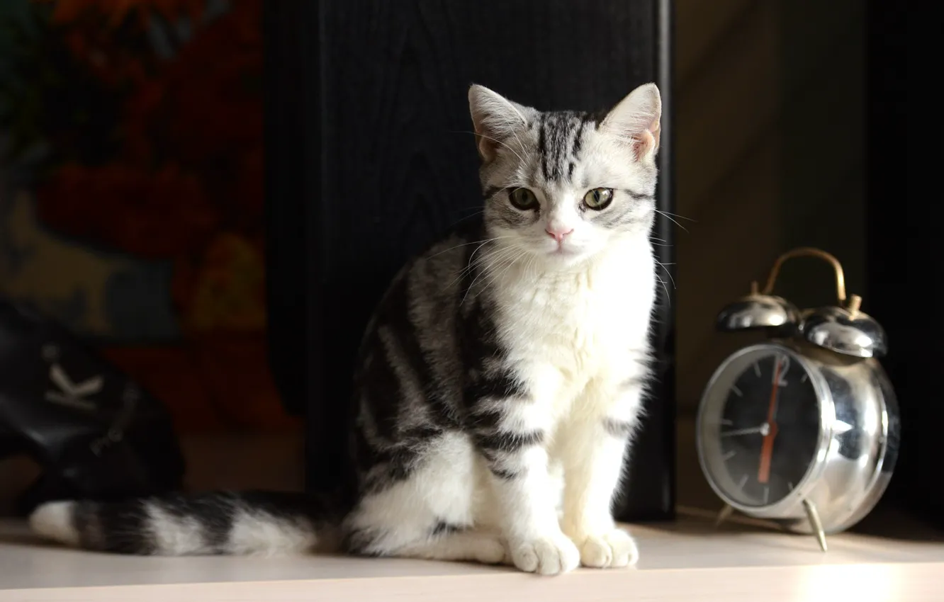 Фото обои photography, kitten, Cat, bokeh, animal, clock, paws, fur