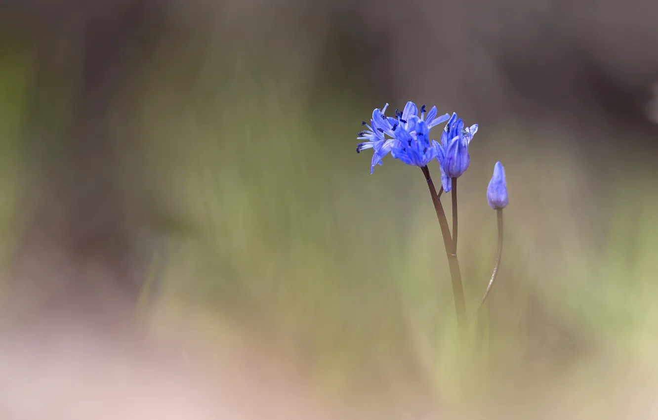 Фото обои цветок, голубой, размытость, бутоны