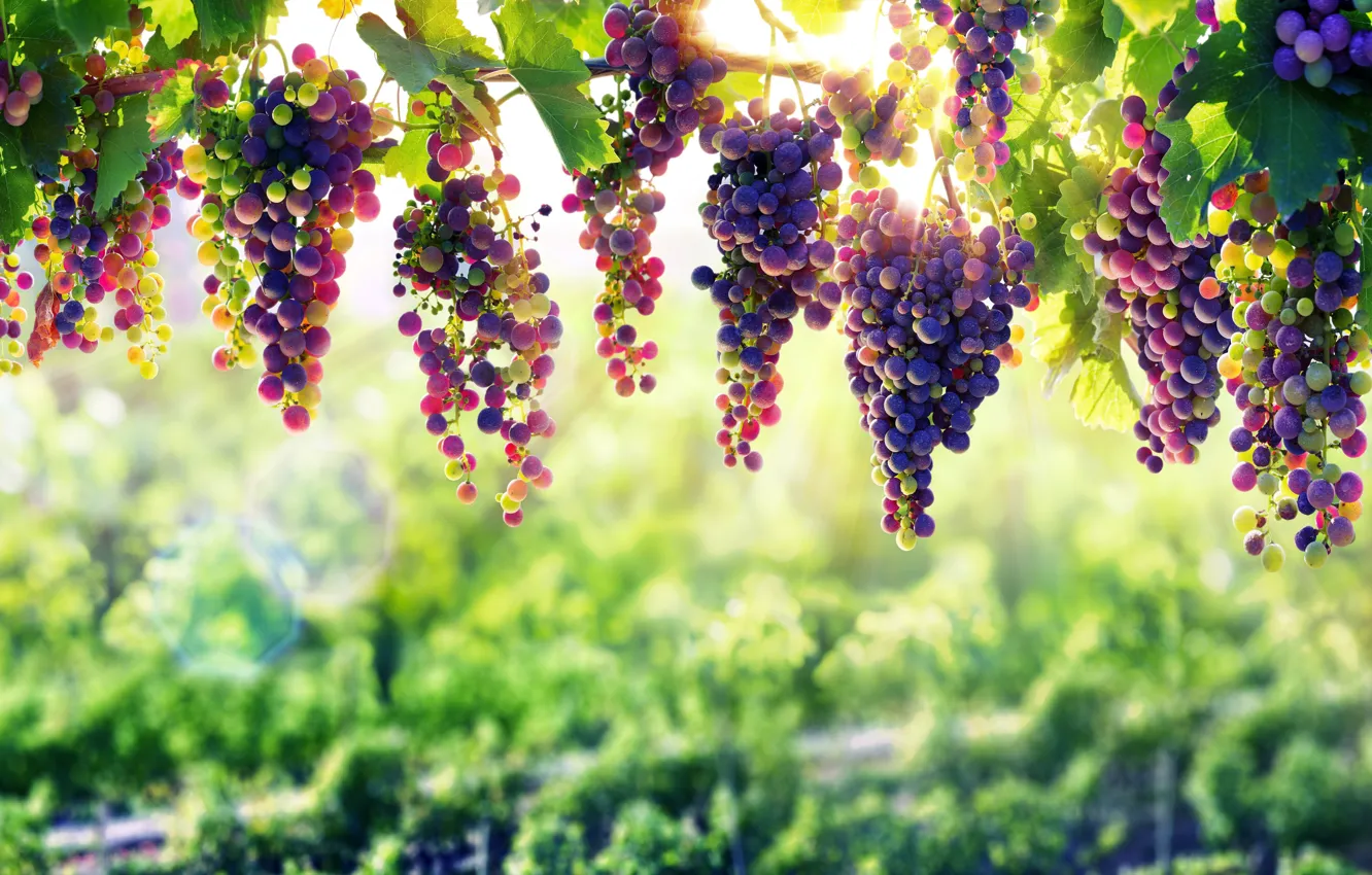 Фото обои nature, grape, fruit, vine, natural beauty, winery