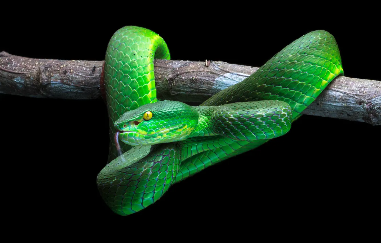 Фото обои green, snake, wood