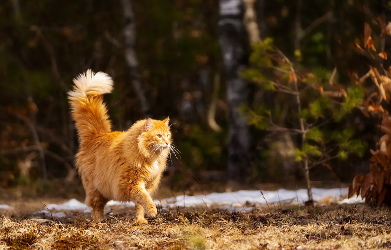 Фото обои на природе, рыжий кот, гуляет сам по себе