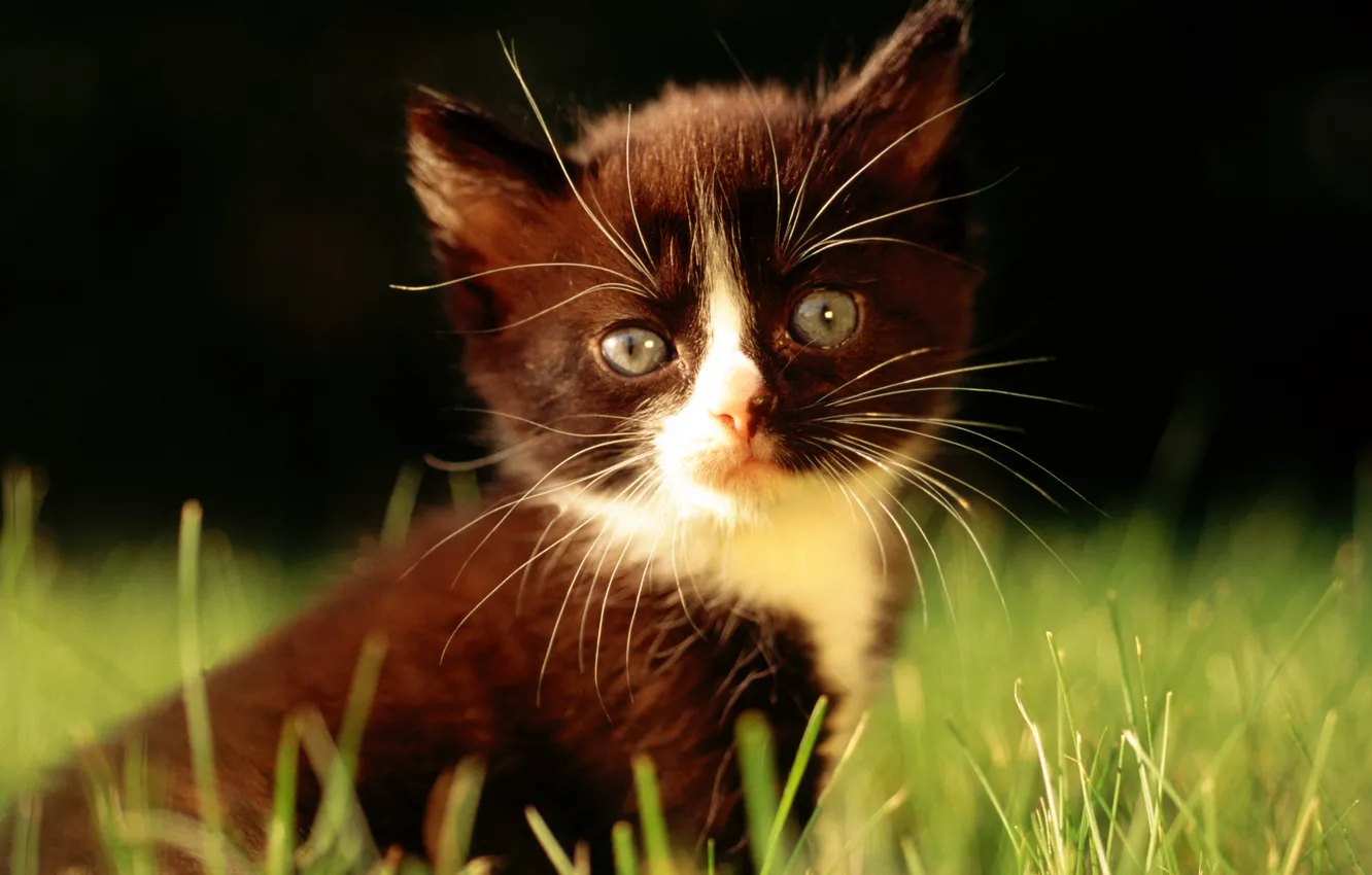 Фото обои трава, кот, макро, черный