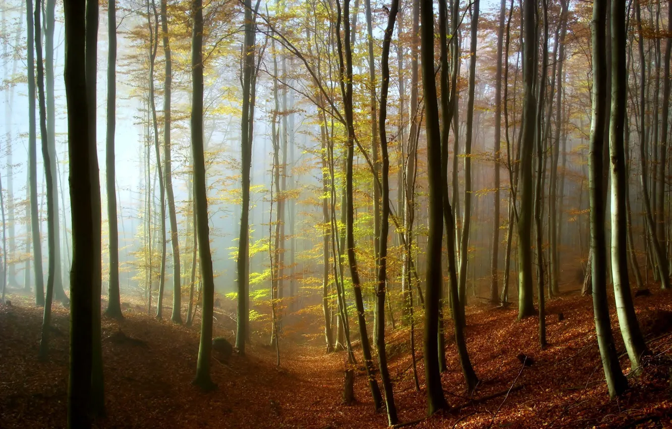 Фото обои осень, деревья, туман, фото, листва