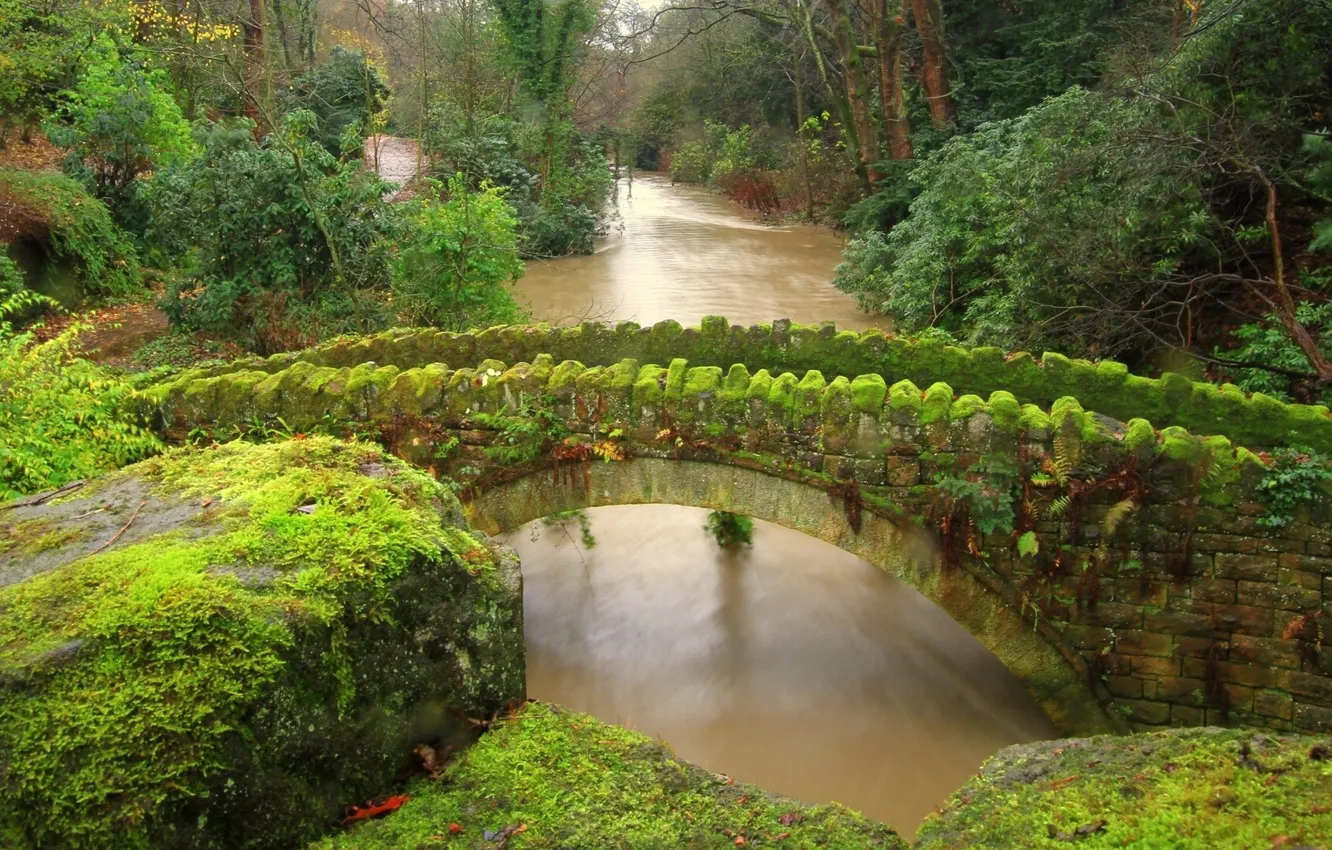 Фото обои лес, мост, река, камни, Англия, мох, Ньюкасл, England