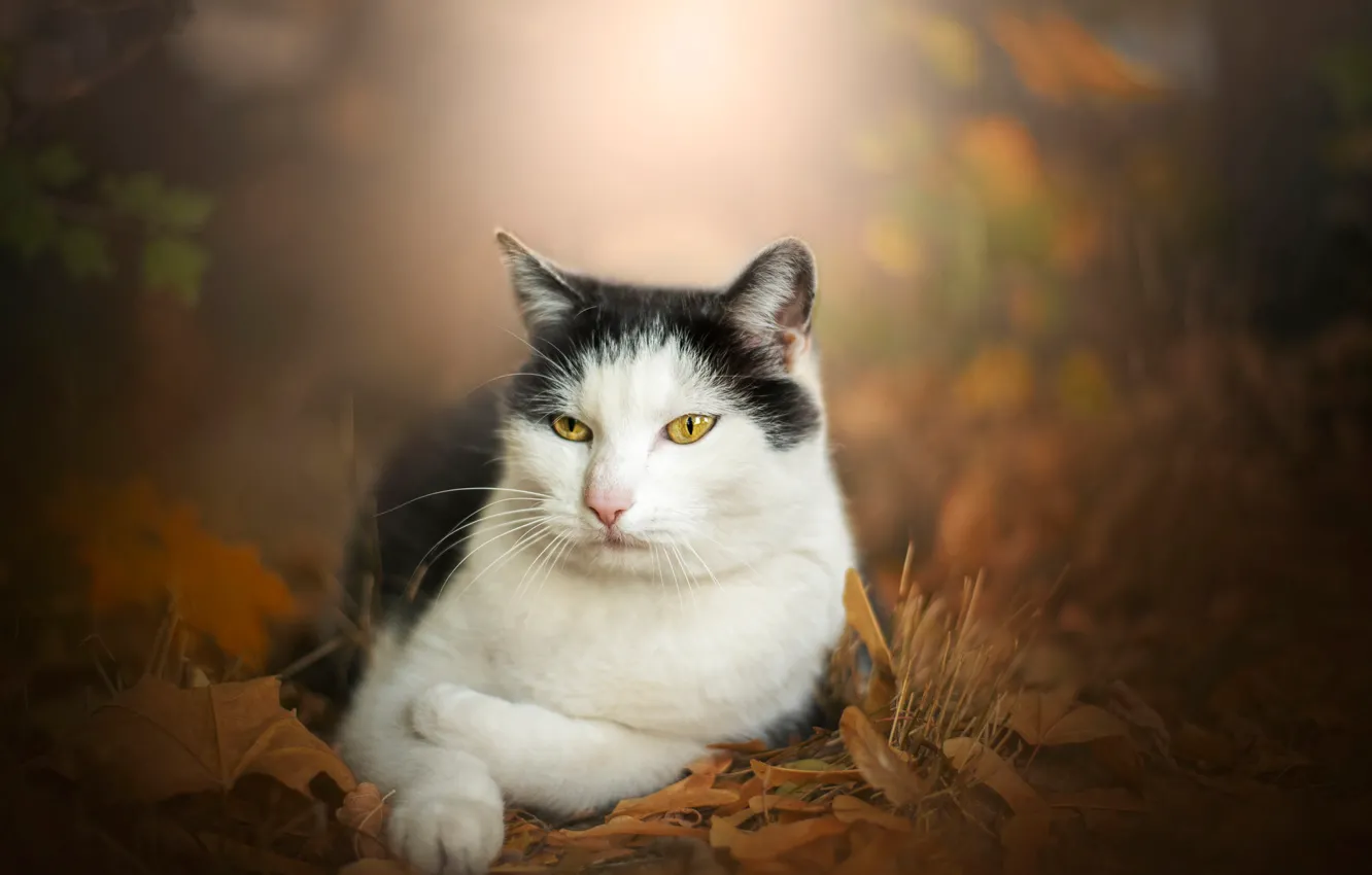 Фото обои осень, кошка, портрет, боке, котейка