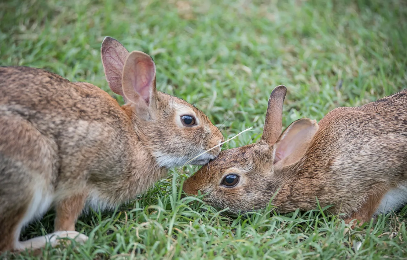 Фото обои трава, пара, кролики