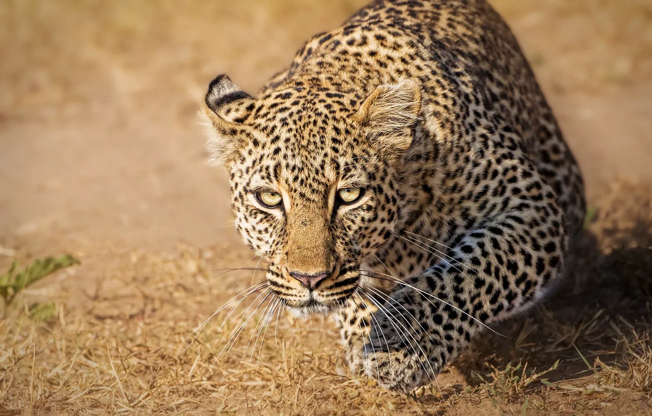 Фото обои взгляд, леопард, дикая кошка, Кения, Kenya, Masai Mara, Масаи-Мара