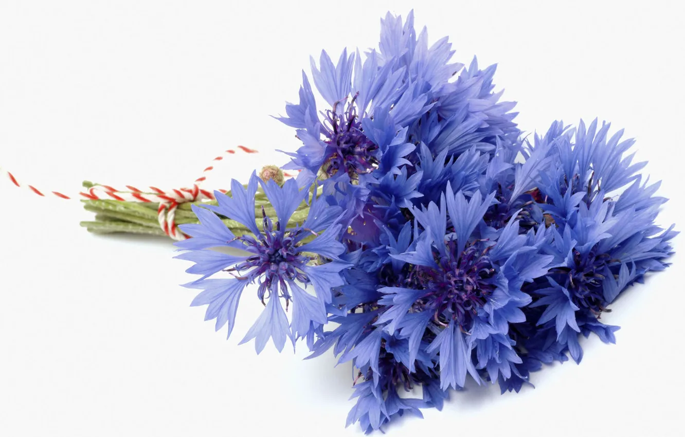 Фото обои цветок, синий, голубой, букет, белый фон, василек, васильки, bluet