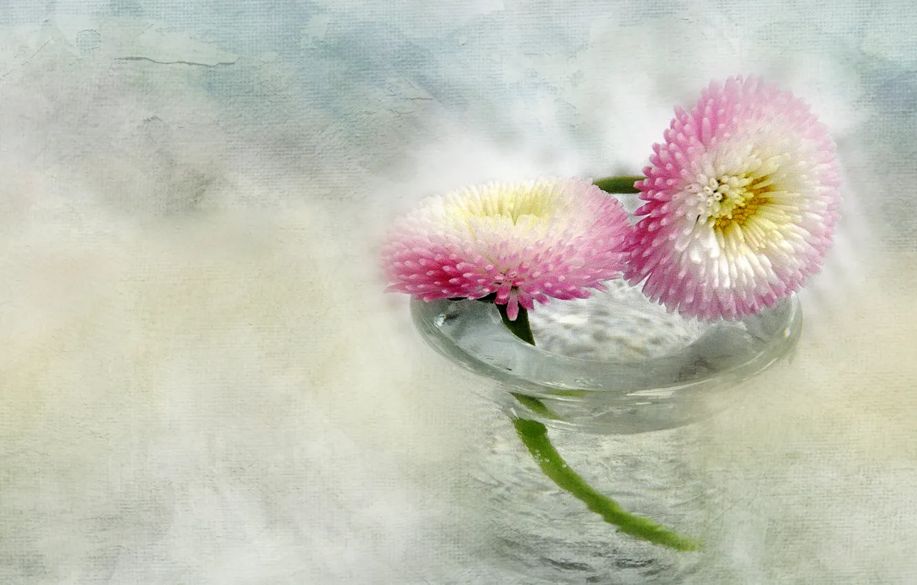 Фото обои стекло, вода, цветы, ваза, бело-розовые