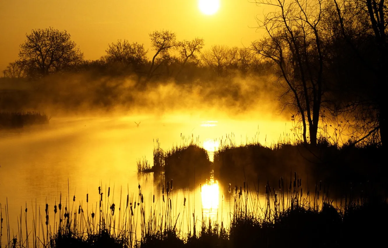 Фото обои солнце, восход, болото