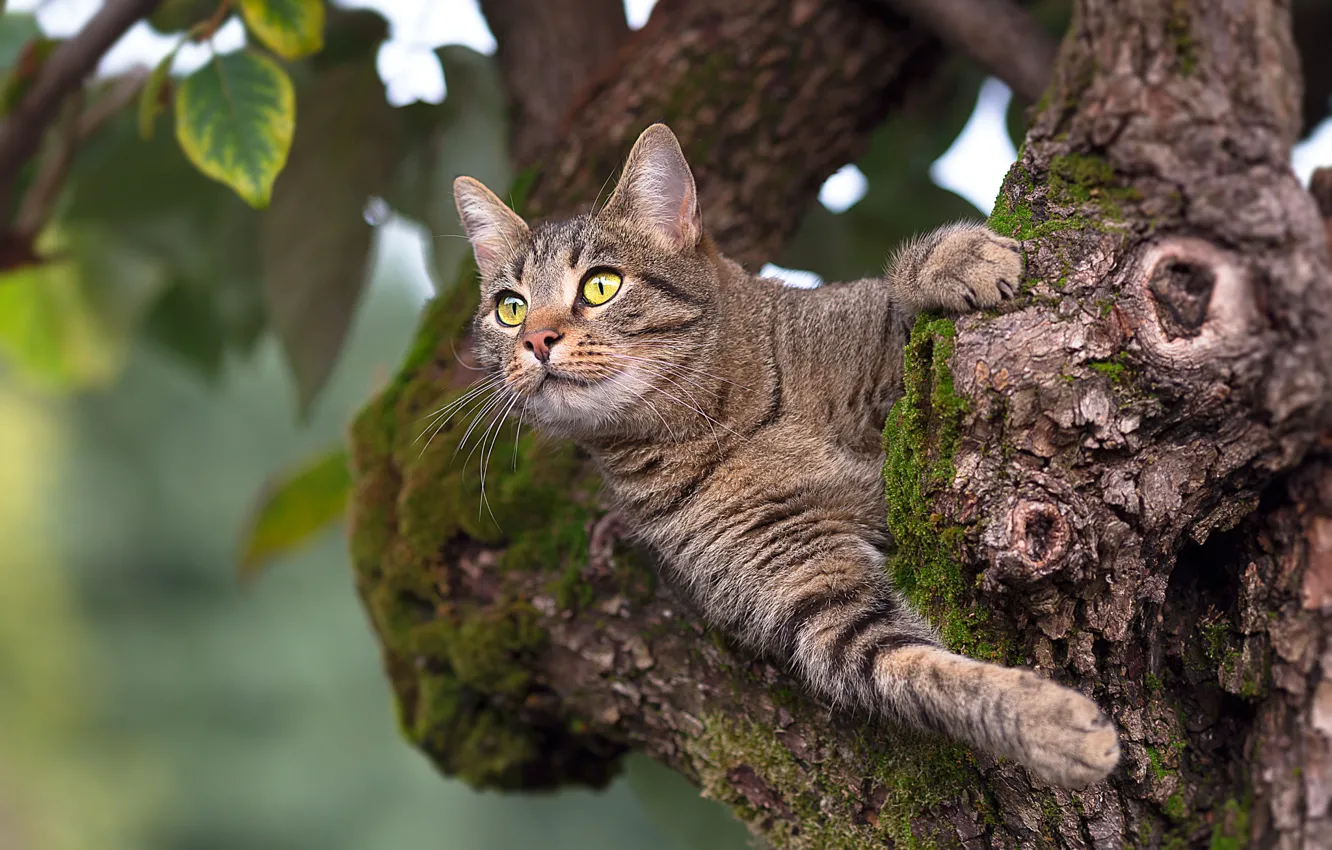 Фото обои кот, листья, дерево, животное
