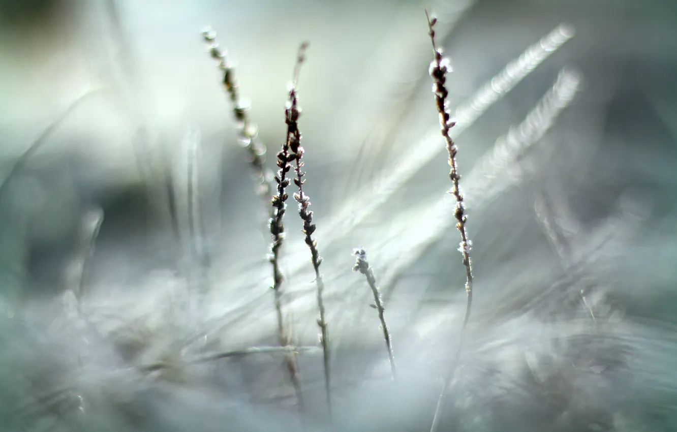 Фото обои холод, иней, трава, фокус, сухая