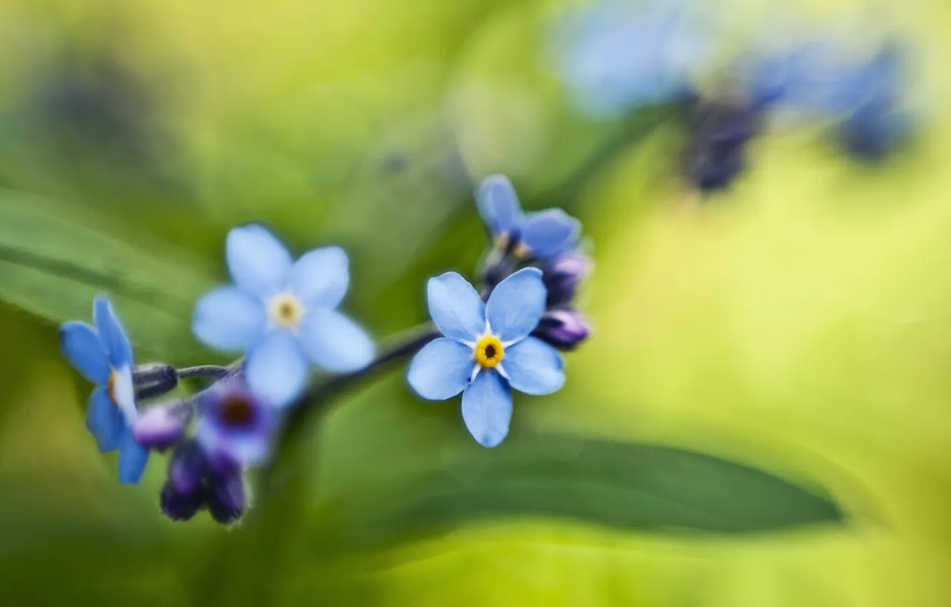 Фото обои зелень, листья, макро, цветы, цвет, букет, весна, голубые