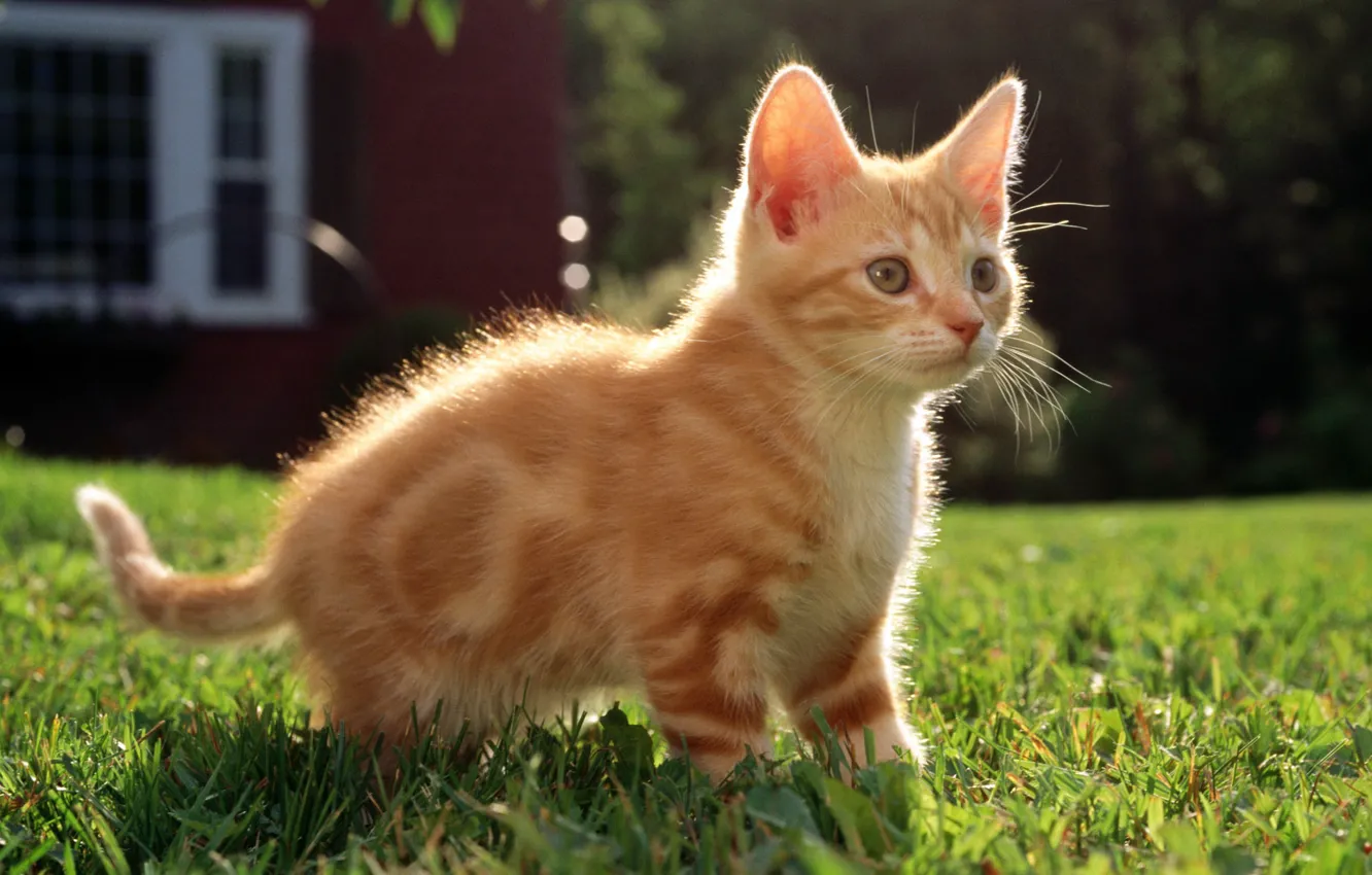 Фото обои кошка, трава, кот, дом, котенок, рыжий, полосатый, cat