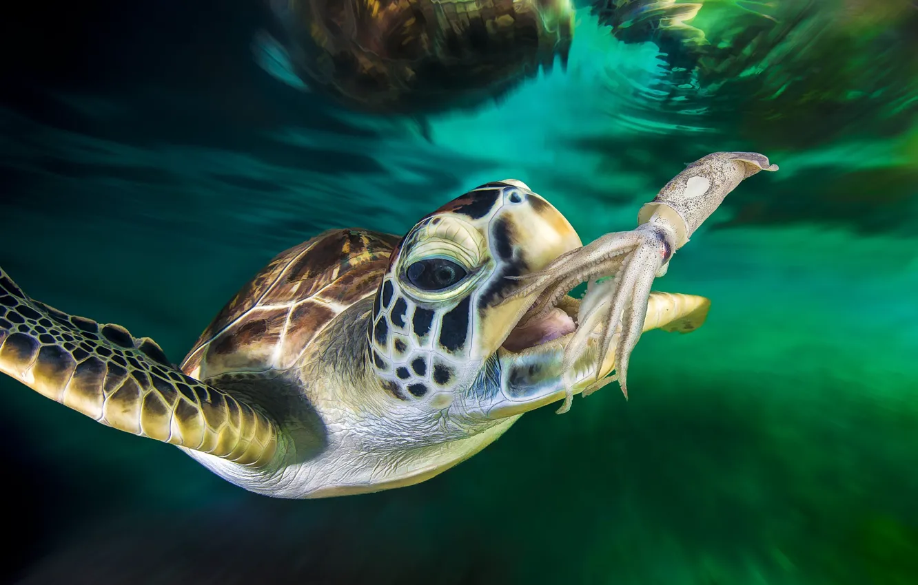 Фото обои море, черепаха, морская, кальмар, добыча, трапеза